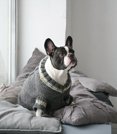 Funny French bulldog dressed in a knitted sweater sitting at home on pillows by the windowの写真素材