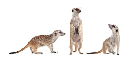 Funny meerkat in three different poses isolated on a white backgroundの写真素材