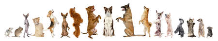 Large group of different animals standing on their hind legs isolated on a white backgroundの写真素材