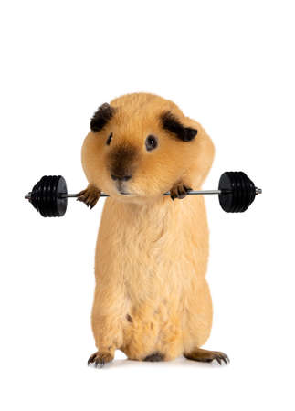 Funny guinea pig lifts a barbell isolated on a white background. The theme of sports and petsの写真素材