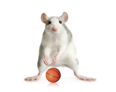 Funny little gray rat playing basketball isolated on a white background. The theme of sports and petsの写真素材