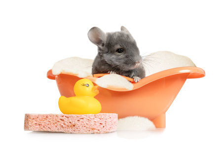 Little cute chinchilla takes a bubble bath isolated on a white backgroundの写真素材