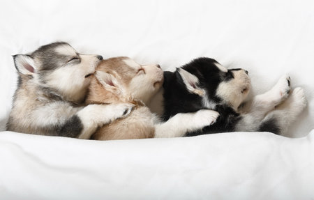 Three cute Alaskan Malamute puppies one month old sleeping under a blanket in a roomの写真素材