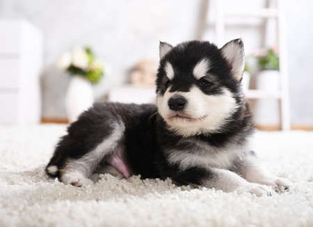 Cute black and white Alaskan Malamute puppy lying on the carpet in the roomの写真素材