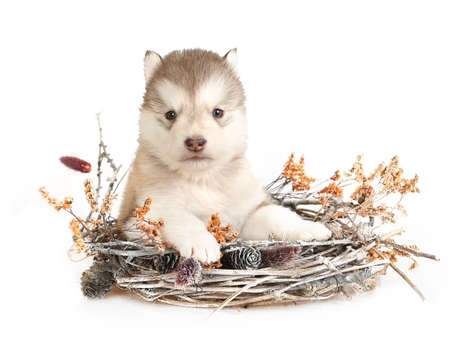 Cute Alaskan Malamute puppy sitting in a wicker basket isolated on a white backgroundの写真素材