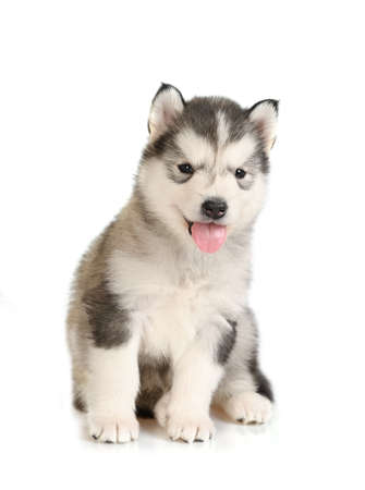 Cute Alaskan Malamute puppy one month old sitting isolated on a white backgroundの写真素材