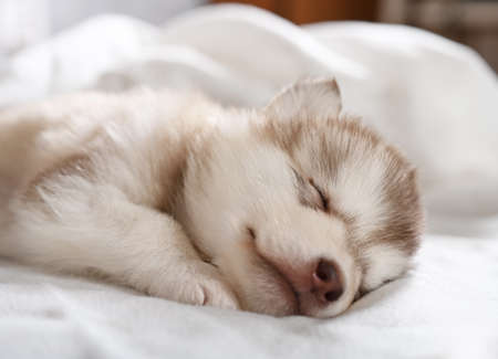 Adorable Alaskan malamute puppy one month old sleeps under a blanket in the roomの写真素材