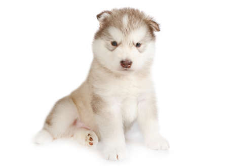 Cute purebred Alaskan Malamute puppy one month old isolated on a white backgroundの写真素材