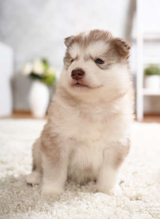 Purebred Alaskan Malamute puppy one month old sitting on the carpet in the roomの写真素材