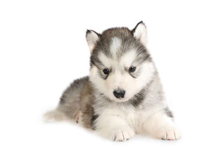 Thoroughbred puppy of Alaskan Malamute dog isolated on a white backgroundの写真素材