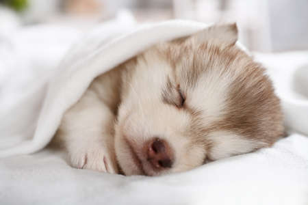 Adorable Alaskan malamute puppy one month old sleeps under a blanket in the room, close-upの写真素材