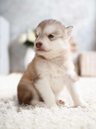 Thoroughbred Alaskan Malamute puppy one month old sitting on the carpet in the roomの写真素材