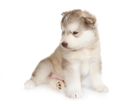 Cute thoroughbred Alaskan Malamute puppy one month old isolated on a white backgroundの写真素材