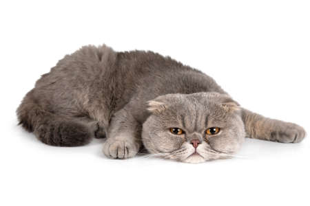 Lovely Grey Scottish Fold Cat lying down isolated on a white backgroundの写真素材