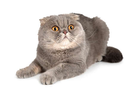 Cute Grey Scottish Fold Cat  lying on a  white background and goggles aroundの写真素材