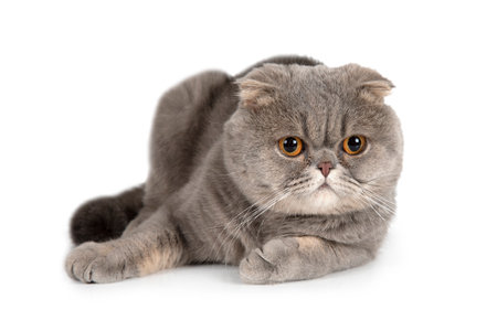 Thoroughbred Grey Scottish Fold Cat isolated on a white backgroundの写真素材