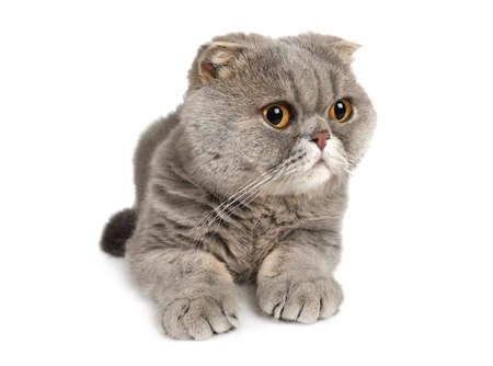 Funny Scottish Fold Cat lying down in front of white backgroundの写真素材