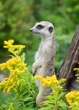 A meerkat stands on its hind legs in the middle of yellow flowers in natureの写真素材