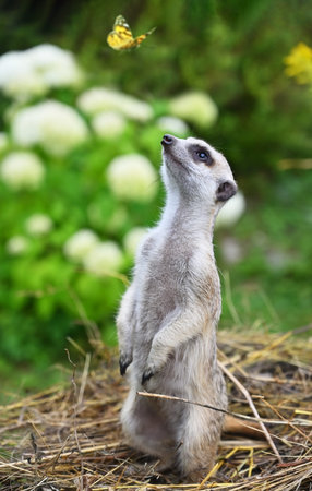 A meerkat stands on its hind legs and watches a butterfly in nature