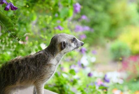 Little meerkat or suricate (Suricata suricatta) patrolling near the holeの写真素材