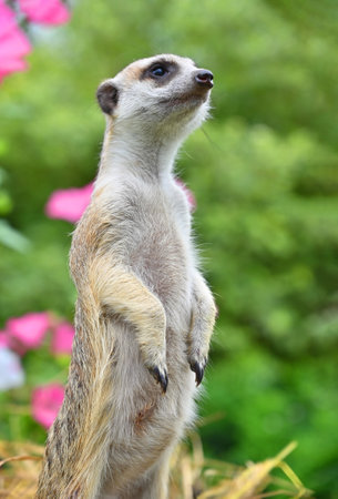 Cute meerkat looking around at his surroundings in natural environmentの写真素材