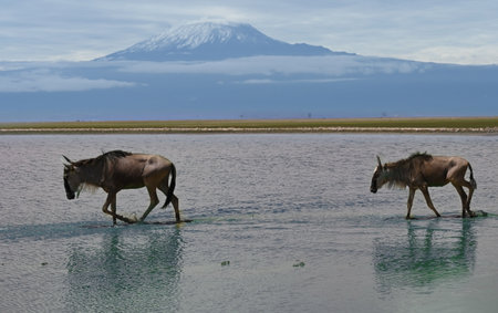Wildebeest are walking on a flooded savannah against the backdrop of Mount Kilimanjaro. Kenya, Africaの写真素材