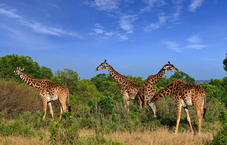 Family of giraffes graze in the savannah in a natural environment. Kenya, Africaの写真素材
