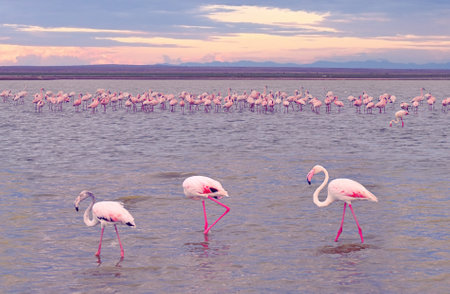 Birds of Africa. Kenya. Flock of flamingos. African flamingo. Travel to Kenya. Safari with animals.の写真素材