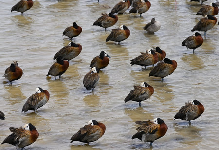 Flock of white-faced whistling ducks (or tree ducks) on a pond in Kenya, Africaの写真素材