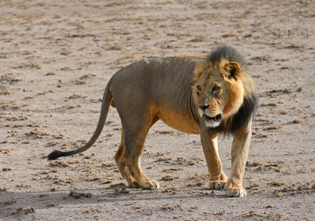 Male lion walks on the savannah in the natural environment of Kenya, Africaの写真素材