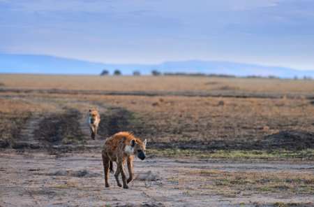 Family of African spotted hyenas walking on savannah in the natural environment of Kenya, Africaの写真素材