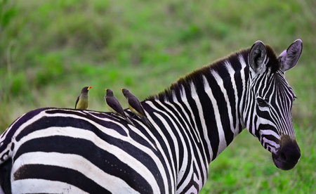 Zebra with Red-billed oxpecker birds on its back in a natural environment. Kenya, Africaの写真素材