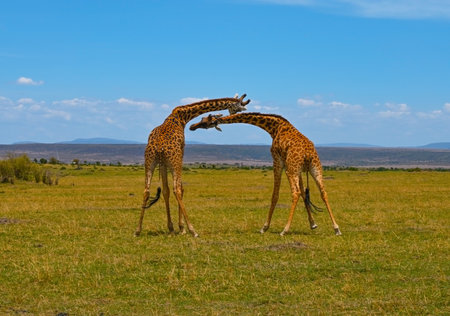 Two male giraffes compete in strength in the middle of the endless savannah of Kenya, Africaの写真素材