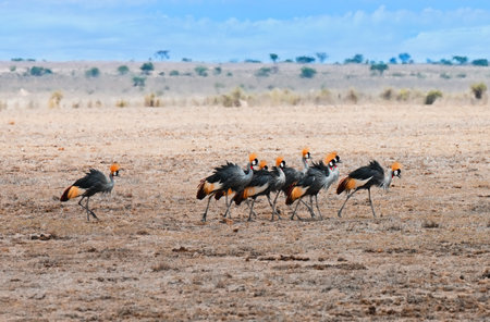 Flock of grey crowned cranes walking across the savannah in Kenya, Africaの写真素材