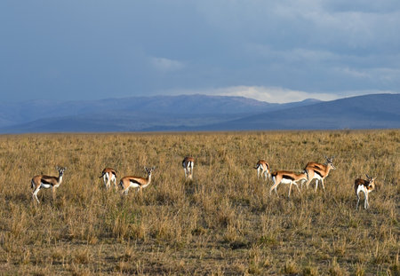 Flock of Thompson antelopes graze in the savannah in Kenya, Africaの写真素材