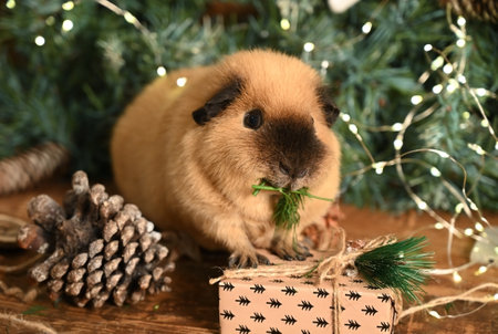 Cute guinea pig sitting under the Christmas treeの写真素材