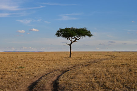 Colorful landscape with a lonely tree and a road against the blue sky in the African savannah. Kenya, Africaの写真素材
