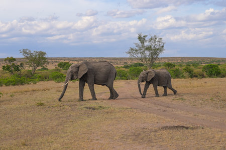 Adult elephant and a baby elephant walk through the savannah in a natural environment. Kenya, Africaの写真素材