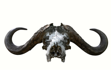 The skull of an African buffalo with big horns isolated on a white backgroundの写真素材
