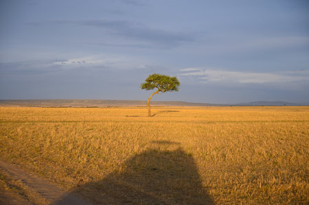 Colorful landscape with a lonely tree against the blue sky at sunset in the African savannah. Kenya, Africaの写真素材