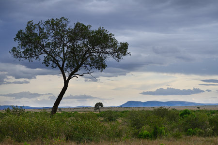 Evening landscape with a lonely tree against the blue sky in the African savannah. Kenya, Africaの写真素材