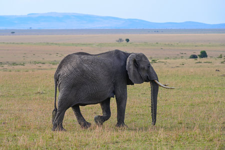 Wild elephant in a natural environment. Kenya, Africaの写真素材