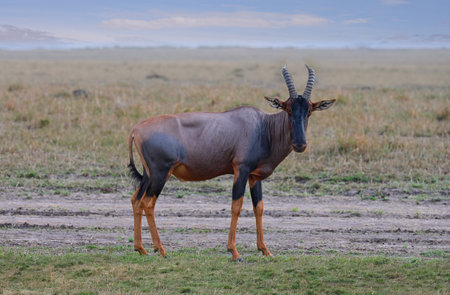 Bubal antelope graze in the savannah in its natural environment in Kenya, Africaの写真素材