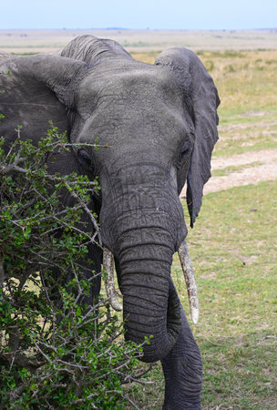 An adult African elephant feeds on the leaves of rare trees of the African savanna. Kenya, Africaの写真素材