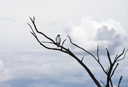 AfricanÂ bird of prey augur buzzard perched on tree branch. Kenya, Africaの写真素材