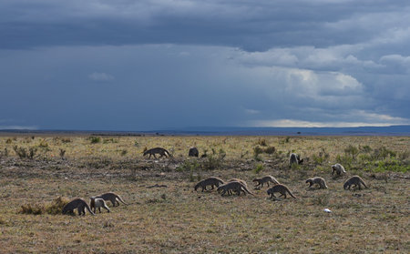 A herd of wild African mongooses moves across the savannah in search of food against the background of a blue stormy sky. Kenya, Africaの写真素材