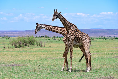 Two male giraffes necking and competing for dominance over a herd of females as to mate with them in mating season in Maasai Mara National Nature reserve in Kenya, Africaの写真素材