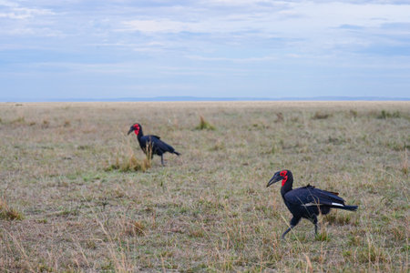 Southern Ground Hornbill (Bucorvus leadbeateri) walking in a grassland environment. Kenya, Africaの写真素材