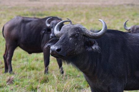 Wild African buffalo in natural environment in the Maasai Mara National Park in Kenya, Africaの写真素材