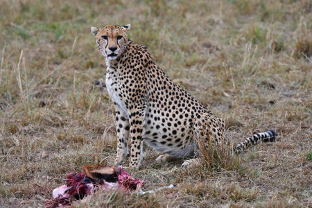 Leopard with just caught prey in its natural environment. Kenya, Africaの写真素材